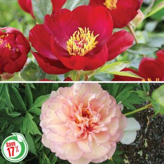 Exotic Peony Collection 2 Thumbnail